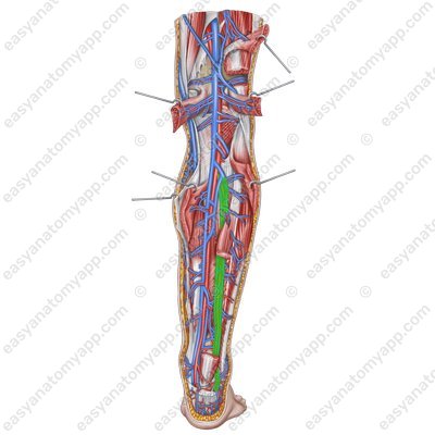 Fibular veins (vv. fibulares) – with the arteries of the same name